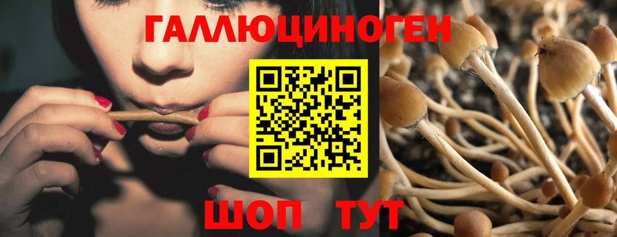 Псилоцибиновые грибы Magic Shrooms  купить   Тула  Вход с VPN 